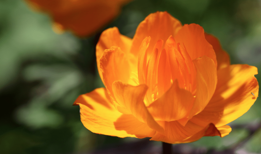 Asian Globeflower