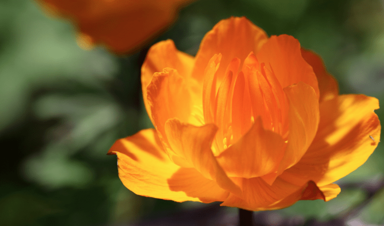 Asian Globeflower