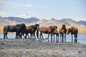 Zorgol Khairkhan Mountain & Horses Mongolia