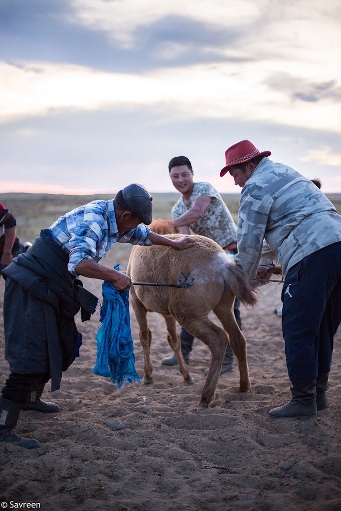 Horse branding in middle Gobi on our Mongolia's National Parks And Nature Reserves experience