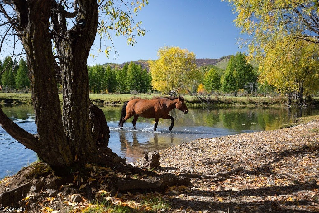 Autumn colours at Gorkhi Terelj National Park - one of Mongolia's national parks