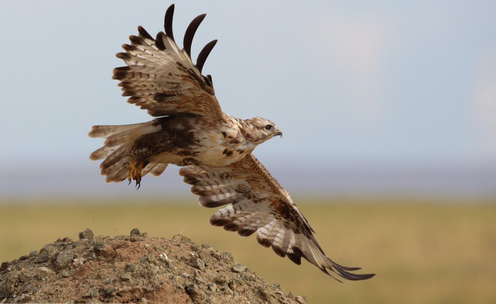 Image of a long-legged buzzard taking off in flight