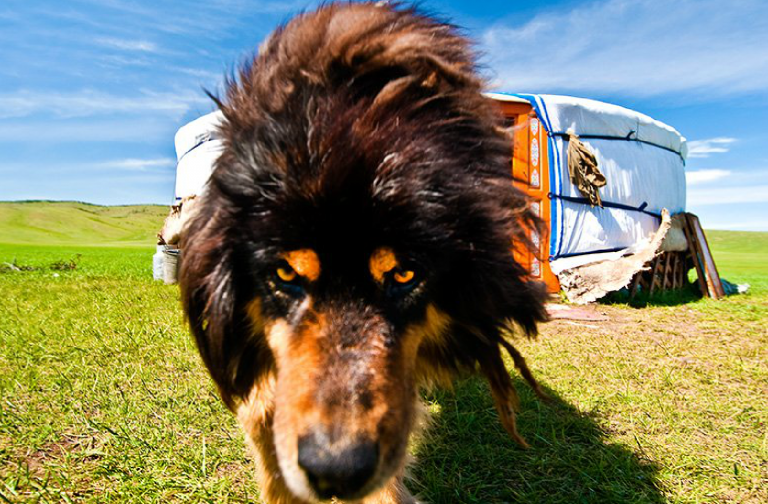 Spend time in Mongolia and you will notice that a majority of families own a dog. Very rarely are they fashionable, small, pedigree dogs as traditionally the dogs role was to alert it’s owners to the arrival of strangers arriving from the wide-open steppe, herding the livestock when families moved to new pasture and guarding against the threat of wolves. Did you know that in Mongolia, dogs traditionally are the only animal given their own name? It is a sign of honour and part of a belief that dogs are the last stage before humans in the reincarnation process. When a dog dies, the owner whispers in the dog’s ear his wishes that the dog will return as a man in his next life. They are buried high in the hills so that people do not walk on their remains. Their tail is cut off and put beneath the head, and a piece of meat or fat is cut off and placed in the dog’s mouth to sustain its soul for its journey; before the dog is reincarnated, the dog’s soul is freed to travel the land, to run across the high open steppe for as long as it would like.