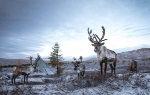 Reindeer belonging to the Tsaatan reindeer herders of Mongolia