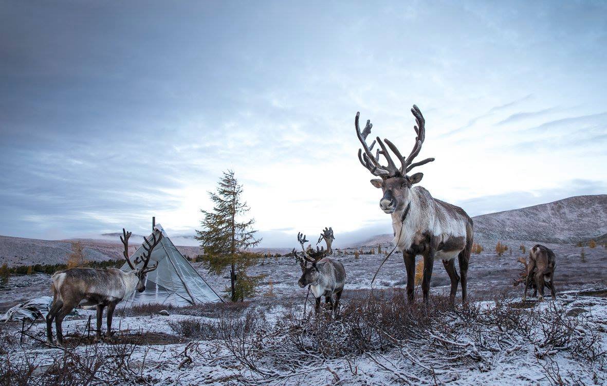 Reindeer belonging to the Tsaatan reindeer herders of Mongolia.