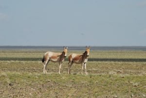 Two Mongolian Wild Ass (Khulan) in Mongolia's southern Gobi