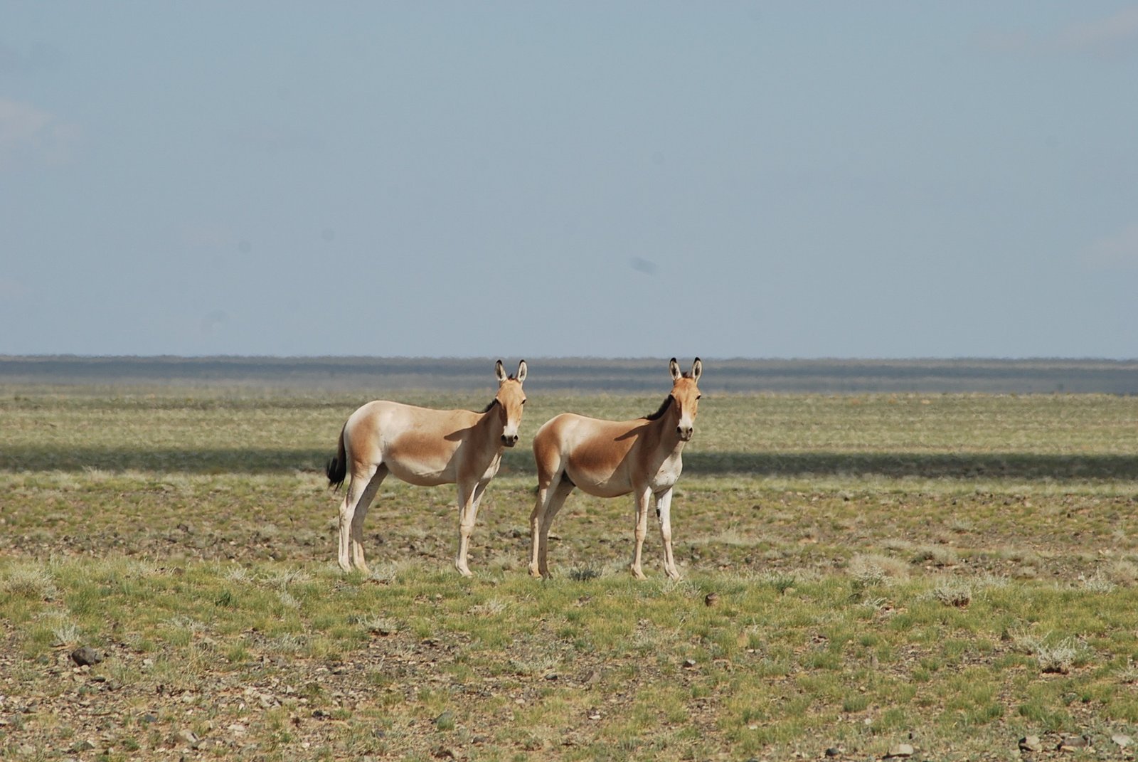 Two Mongolian Wild Ass (Khulan) in Mongolia's southern Gobi