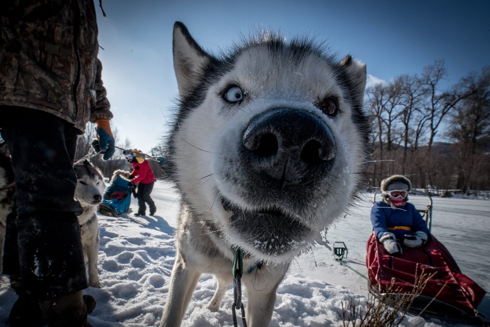 One of the husky dogs used for dog sledding Mongolia