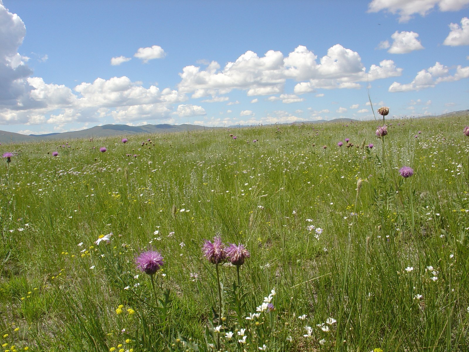 A beautiful view of the summer grasslands of Mongolia - taken on a blue sky day in the central Khangai Mountains. This is the real Mongolia.