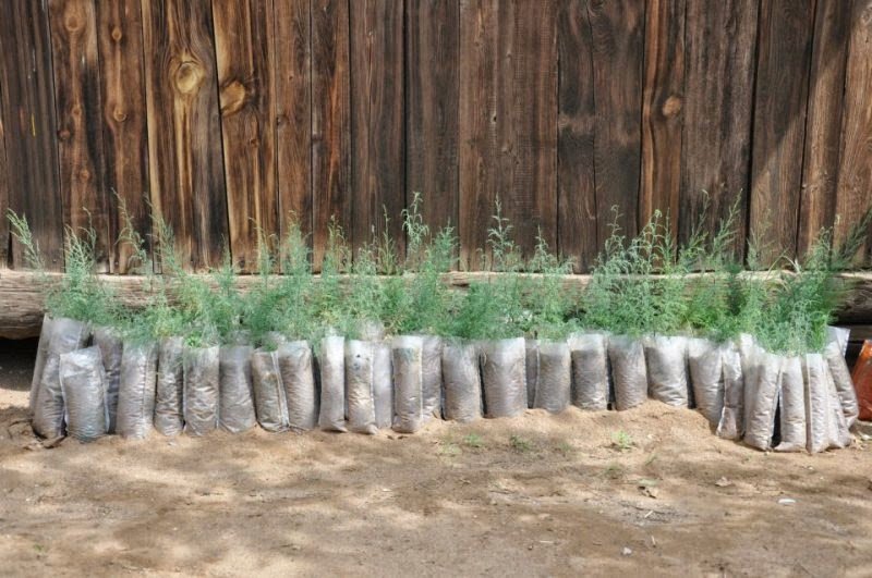 'From small acorns.' Seedlings ready to be planted at the Gobi Oasis - one of Mongolia's tree planting project in the middle Gobi
