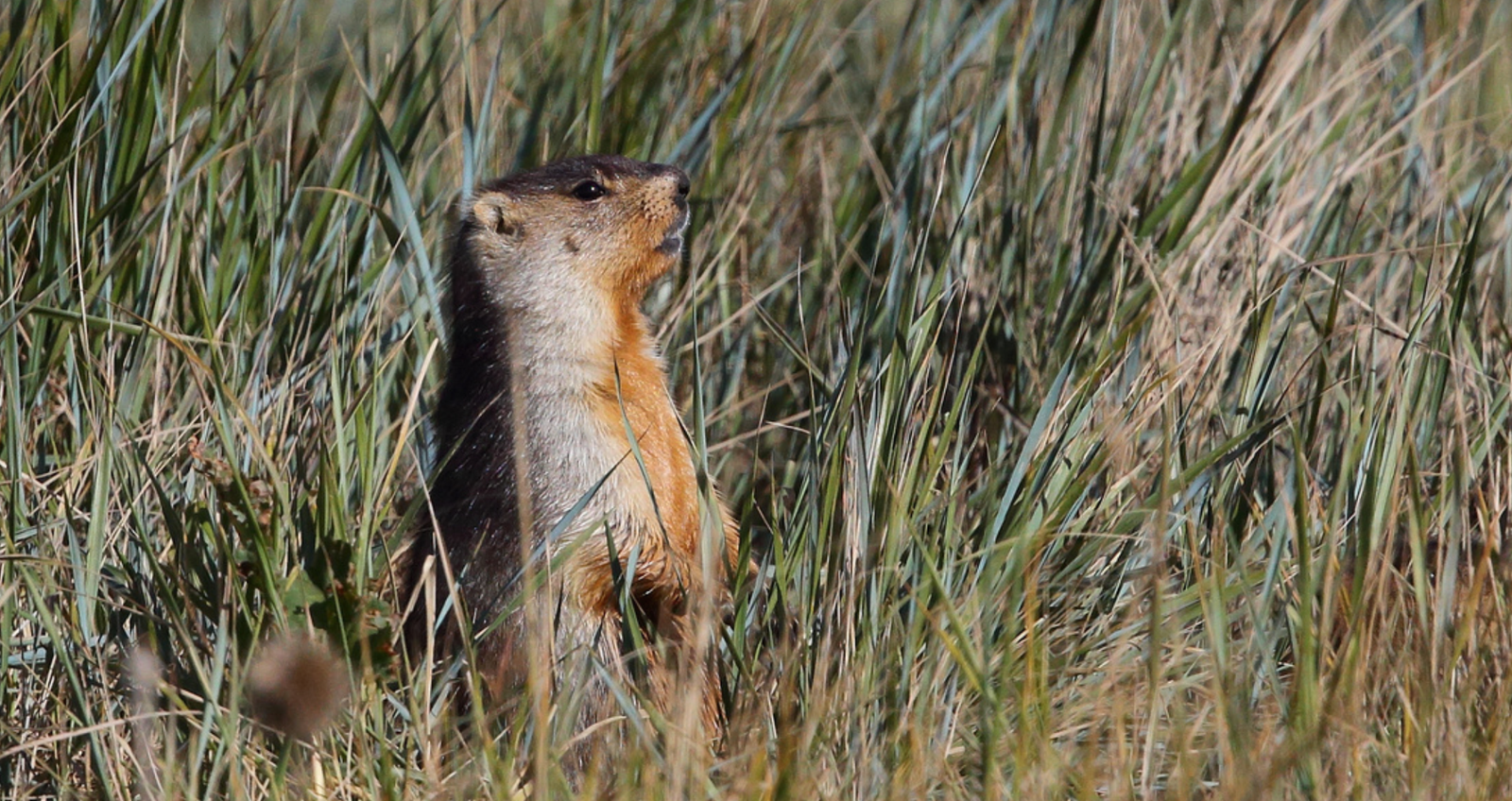 A marmot keeping an eye out for predators amongst the Mongolian steppe in eastern Mongolia