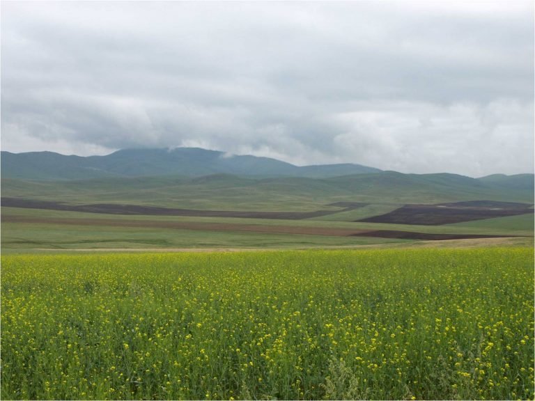 Steppe - Khustain Nuruu National Park