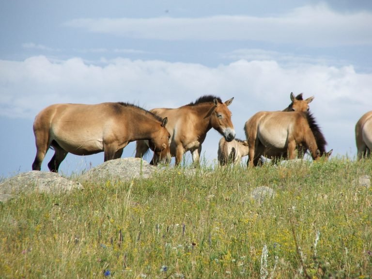  Przewalski horse - Mongolia