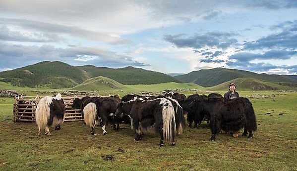 A herd of yaks in the Orkhon River Valley - part of our local travel experiences in Mongolia