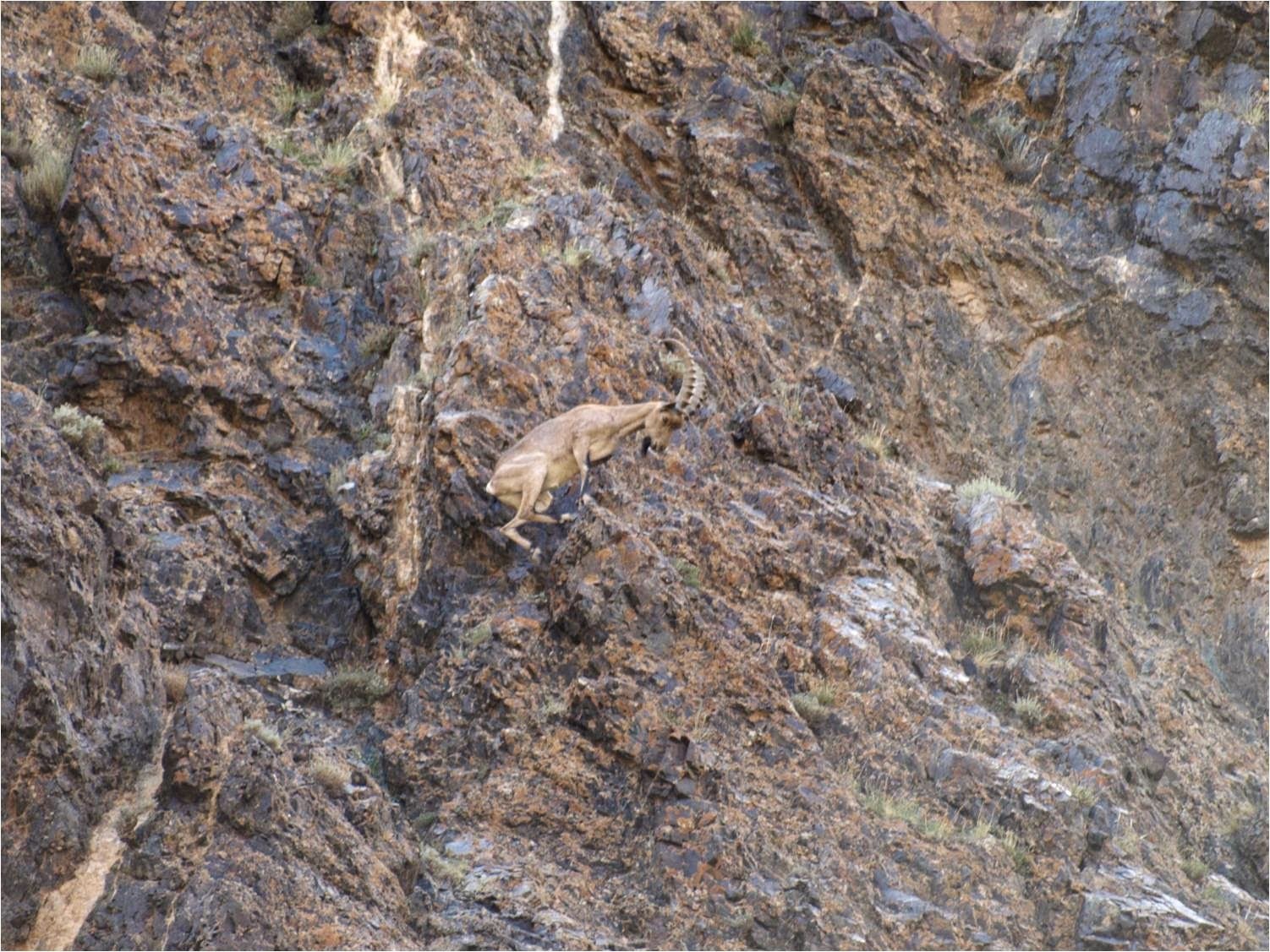 Ibex in Mongolia's Gobi Gurvan Saikhan National Park - where we visit on our Mongolia small group trips
