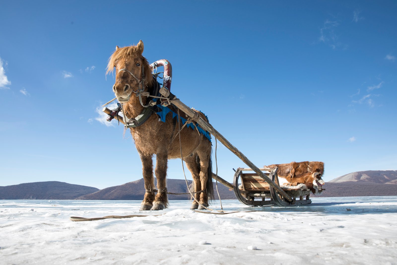 During a Mongolia horse sleigh expedition - Khovsgol
