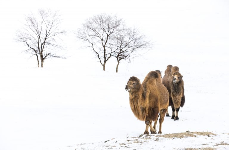 Bactrian camels Mongolia