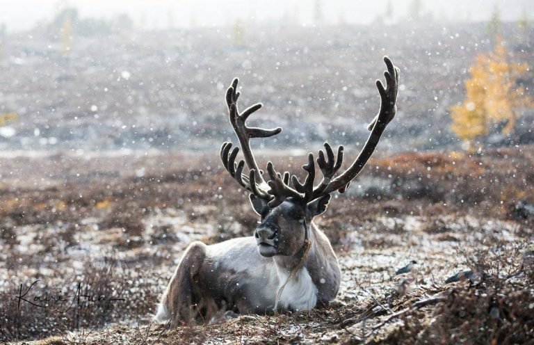 A reindeer in northern Mongolia