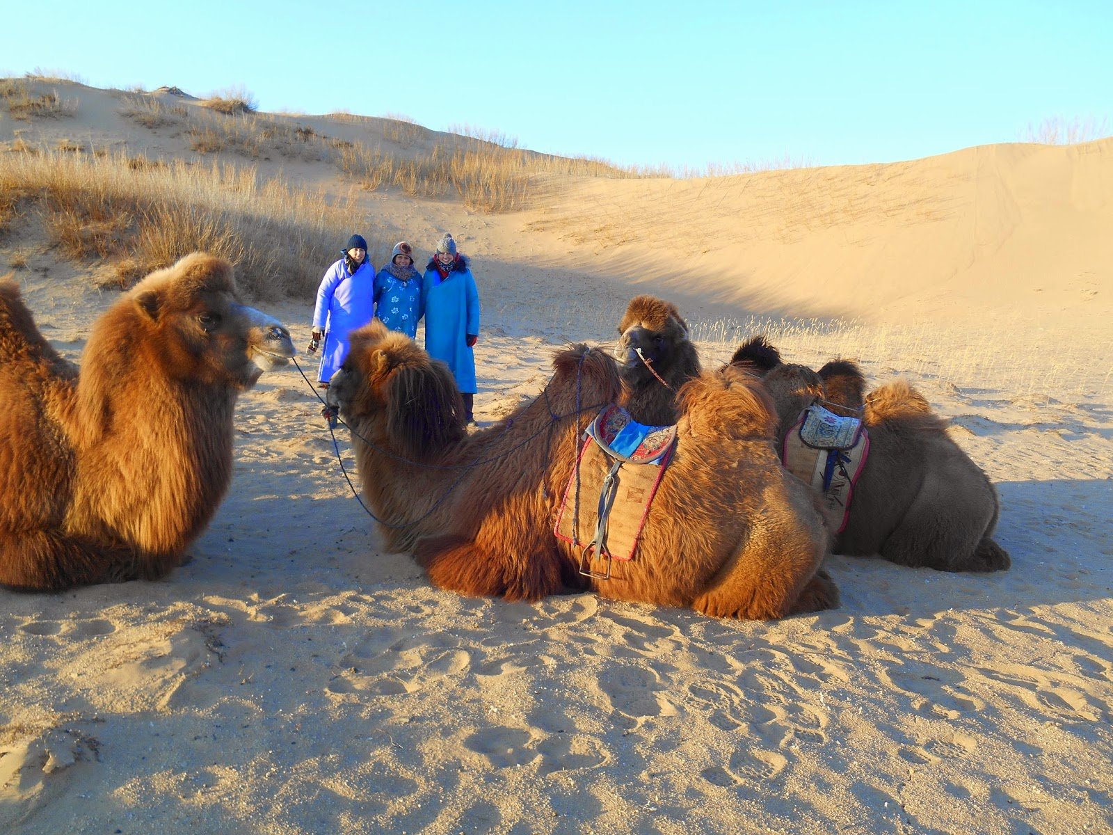 The Elsen Tasarkhai sand dunes at Khogno Khan Nature Reserve