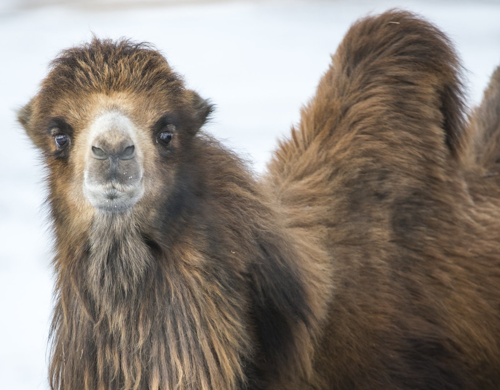 Bactrian camel - camel trekking in Mongolia