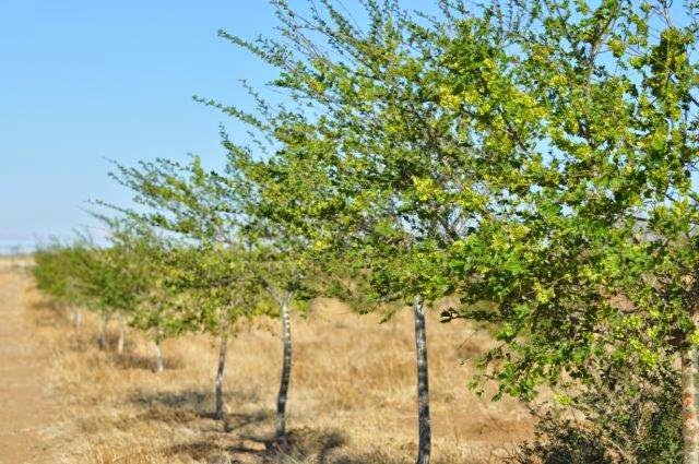 Tree planting project in Mongolia