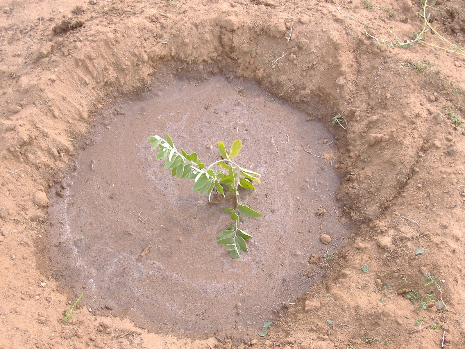 At the tree planting project in Mongolia