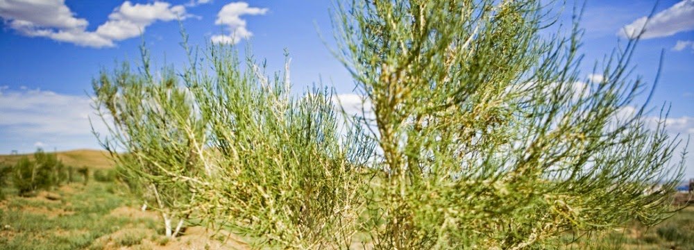 Saxaul growing at one of Mongolia's tree planting projects