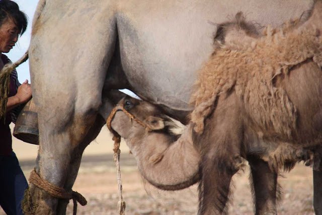 A camel calf taking milk