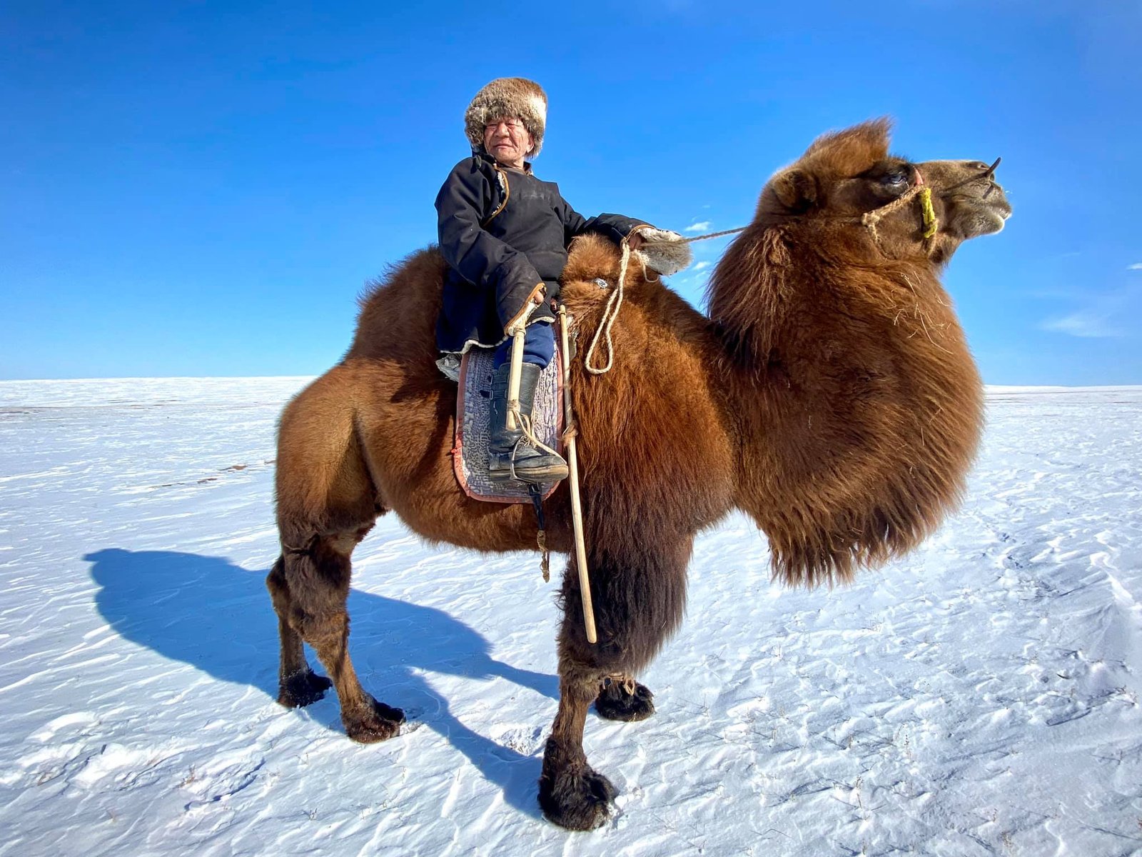 Thousand Camel Festival winter camel trek
