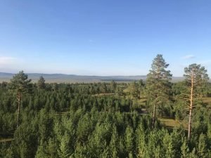 Tujiin Nars Pine Forest, Mongolia's Selenge Province