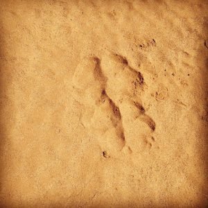 Wolf prints Mongolia Gobi Desert, wild research Mongolia expedition