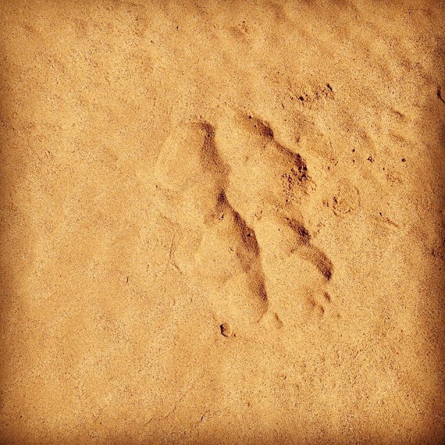Wolf prints - camel trekking Mongolia, Gobi Desert