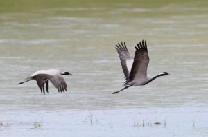 Demoiselle Crane Gun Galuut Nature Reserve Mongolia