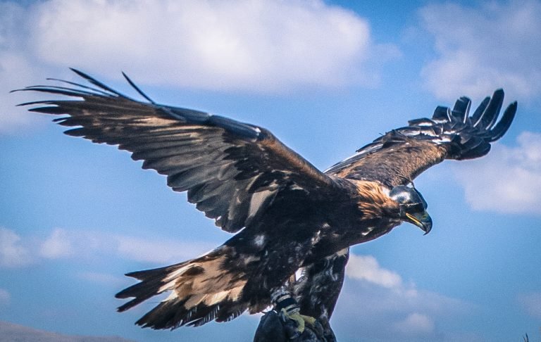 Golden Eagle in Mongolia