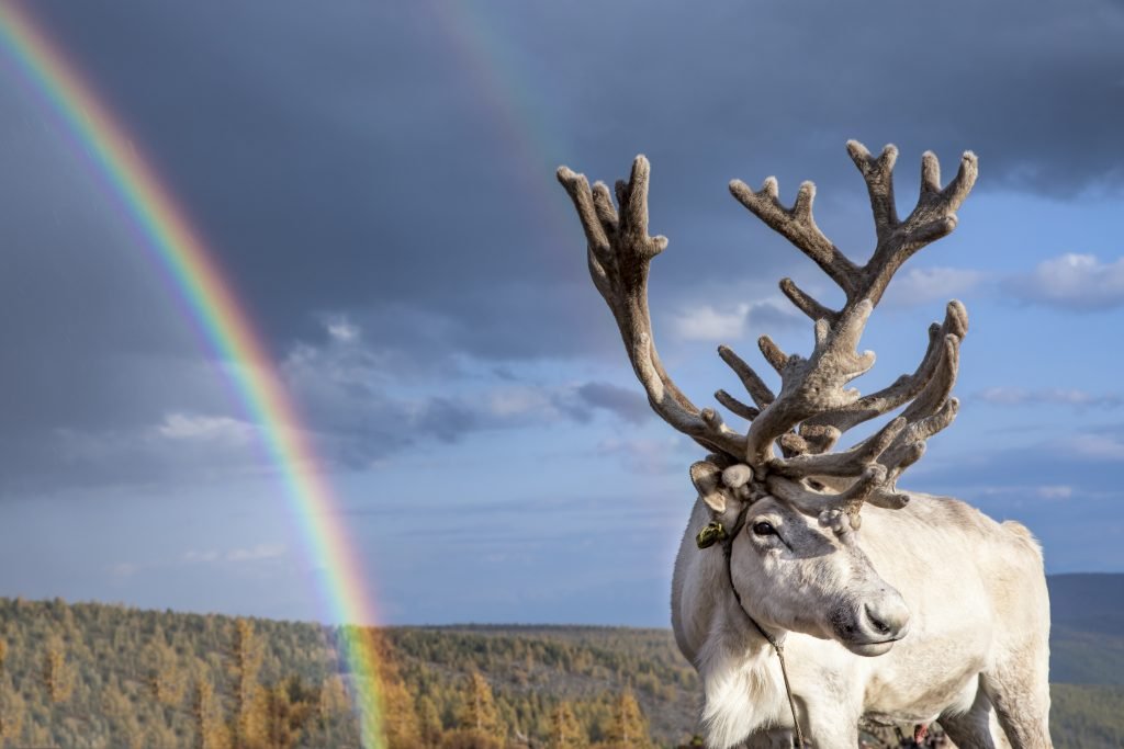 Reindeer and rainbow Mongolia