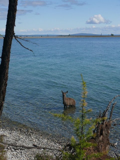 Elk - Khovsgol Nuur National Park