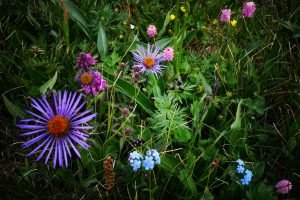 Alpine flowers Mongolia hiking experience