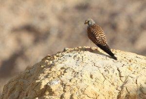 Lesser Kestrel Mongolia Birds of Mongolia