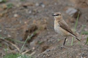 Isabelline Wheatear Mongolia