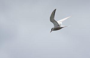 Common Tern Mongolia