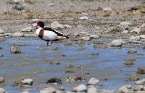 Common Shelduck Mongolia Birds of Mongolia