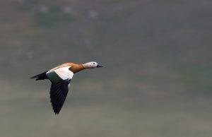 Ruddy Shelduck Mongolia