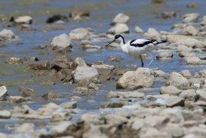 Pied Avocet Mongolia Birds of Mongolia