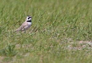 Horned Lark Mongolia Birds of Mongolia