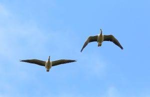 Bar-headed Goose Mongolia