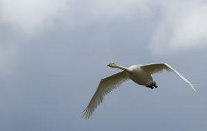 Whooper swan Mongolia