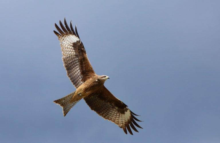 Black-eared Kite | Birds Of Mongolia