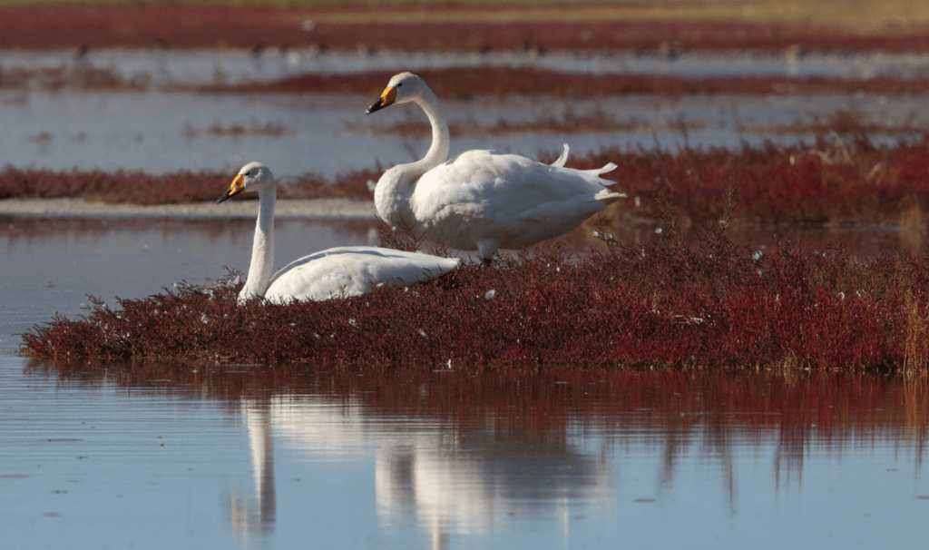 Whooper Swans Mongolia