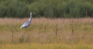 White Naped Crane Gun Galuut Nature Reserve Mongolia