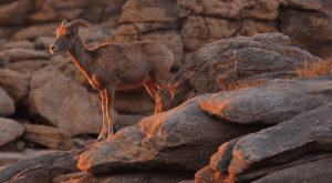 Argali sheep at Gun Galuut Nature Reserve Mongolia
